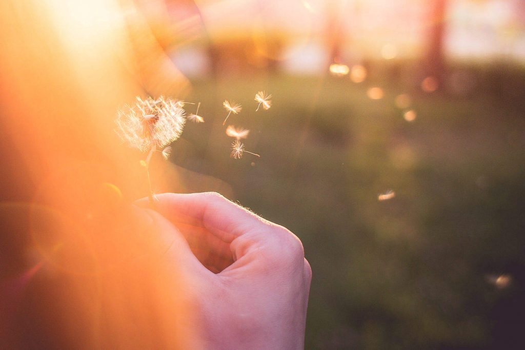 https://picjumbo.com/girl-blowing-blowballdandelion/